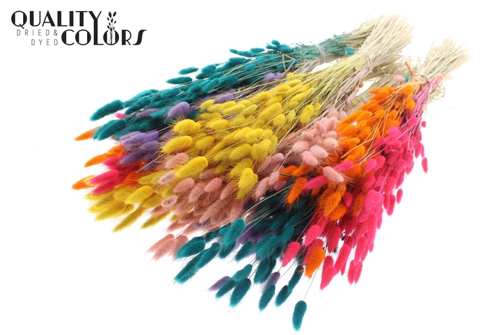 Lagurus Premium per bunch Candy Spectrum