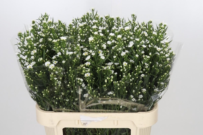 <h4>Aster Paquita</h4>