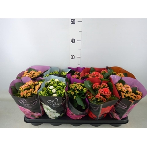 Kalanchoe blos.   ..rosebud rs fl 5