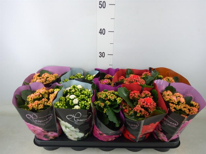 <h4>Kalanchoe blos.   ..rosebud rs fl 5</h4>