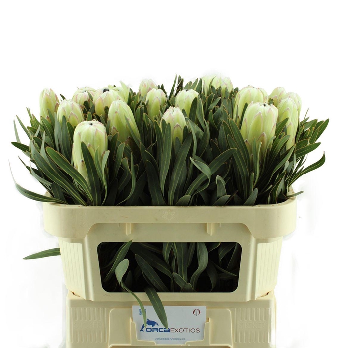 <h4>Protea White Night</h4>