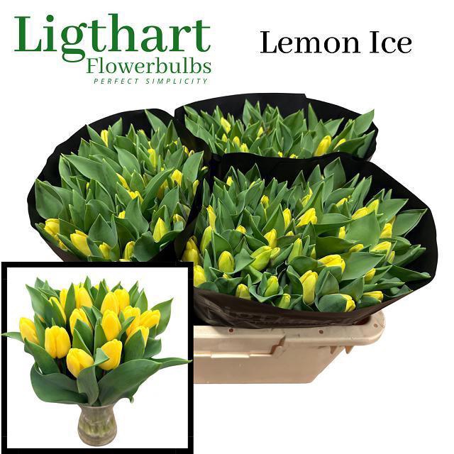 <h4>TU EN LEMON ICE</h4>