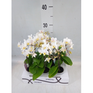 Phalaenopsis   ...mini