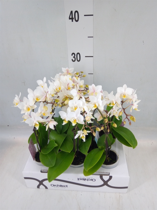 <h4>Phalaenopsis   ...mini</h4>