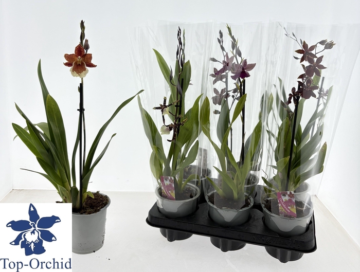 <h4>CAMBRIA GRP GEM</h4>