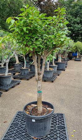 <h4>Kaki Persimon Op Stam Vertakt P60 H200 Nr1</h4>