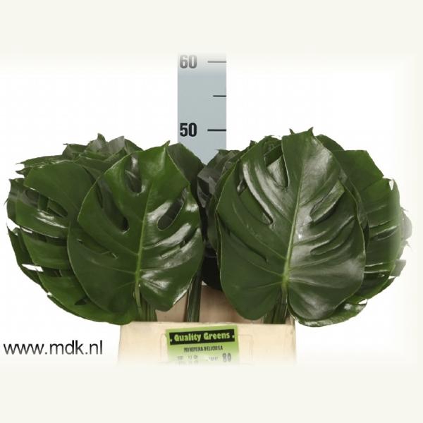 <h4>Monstera Leaf 50 cm MDK</h4>