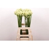Agapanthus Gletsjer White
