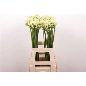 Agapanthus Gletsjer White