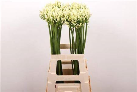 <h4>Agapanthus Gletsjer White</h4>