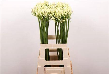 <h4>Agapanthus Gletsjer White</h4>