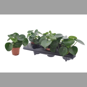 PEP POLYBOT RAINDROP