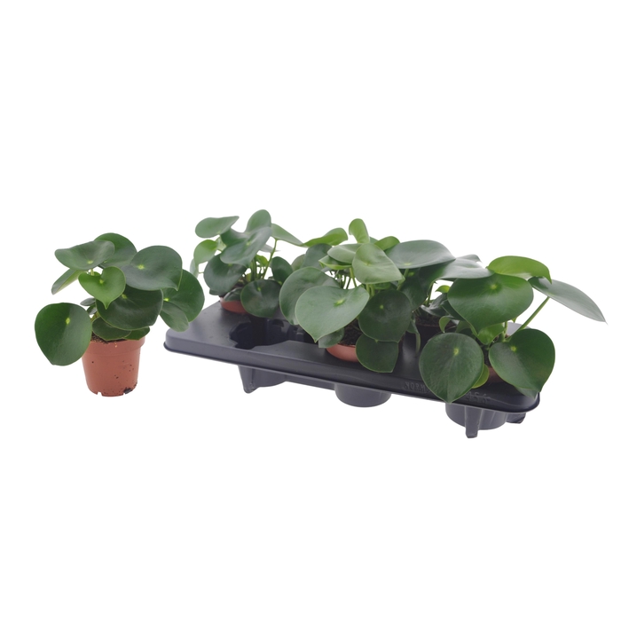 <h4>PEP POLYBOT RAINDROP</h4>