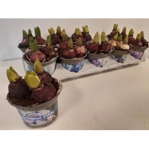 Hyacinthus ori. gemengd 4 kleuren