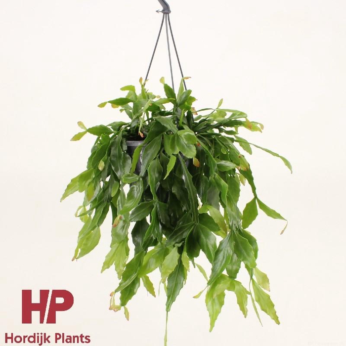 Rhipsalis hangpot Crispata