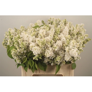Syringa Per Bunch White