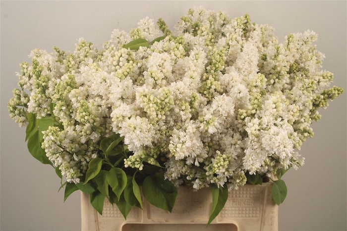 <h4>Syringa Per Bunch White</h4>