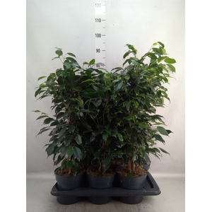 Ficus benja. 'Danielle'