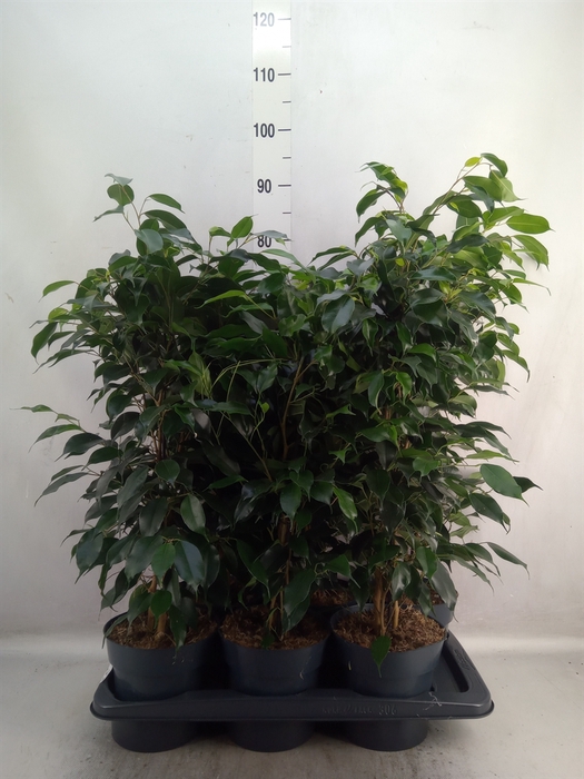 <h4>Ficus benja. 'Danielle'</h4>