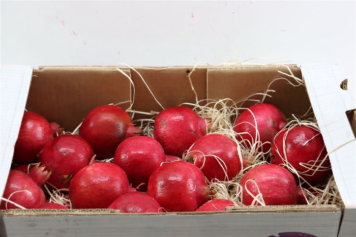 <h4>Sier Granaatappel Red X24 P Box</h4>