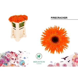 Germini Spider Firecracker Water