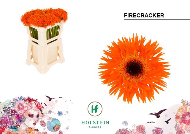 <h4>Germini Spider Firecracker Water</h4>