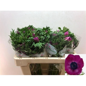 ANEM CO GALIL PURPER