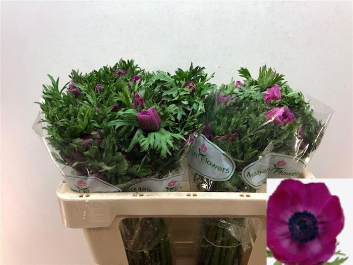 <h4>ANEM CO GALIL PURPER</h4>