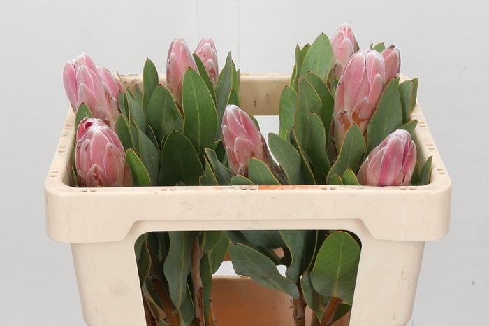 <h4>Protea Penny Pink</h4>