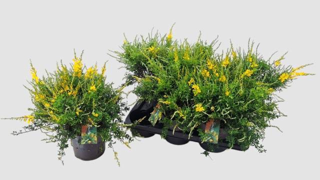 <h4>GENISTA X SP</h4>