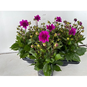 DAHLIA HYP LAVENDER