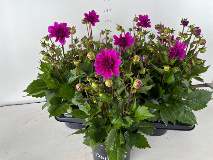 <h4>DAHLIA HYP LAVENDER</h4>