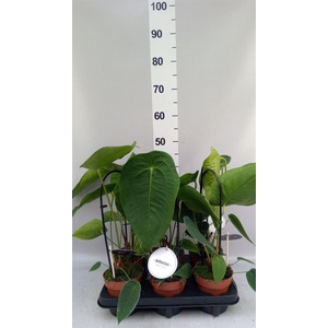 Anthurium   ...