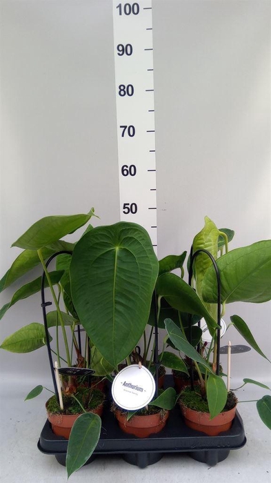 <h4>Anthurium   ...</h4>