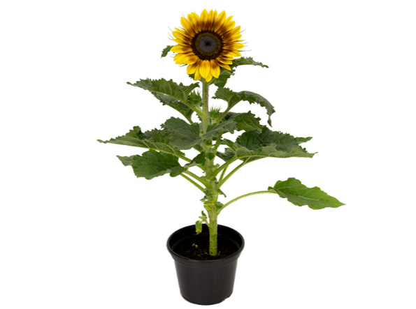 GIRASSOL BICOLOR P15