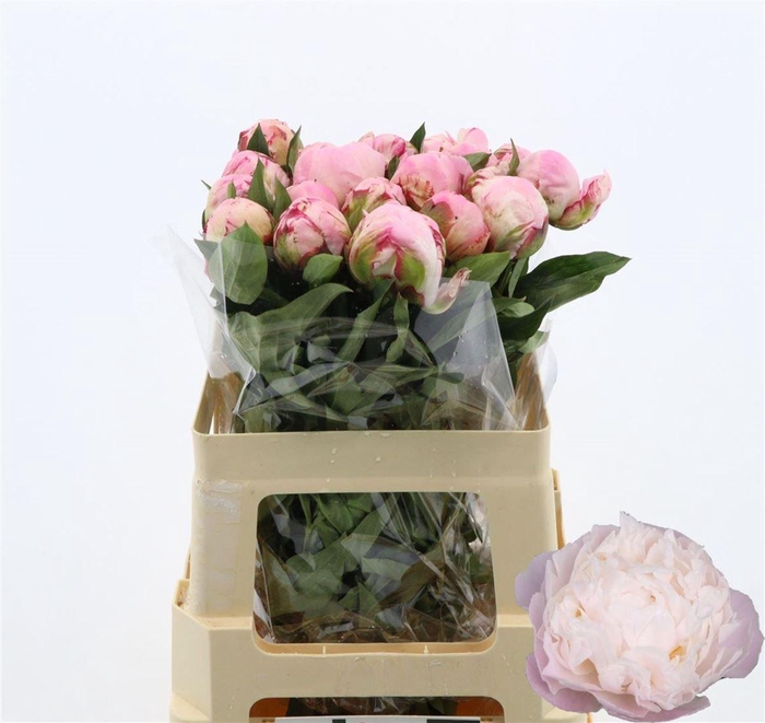 <h4>Paeonia Gardenia</h4>