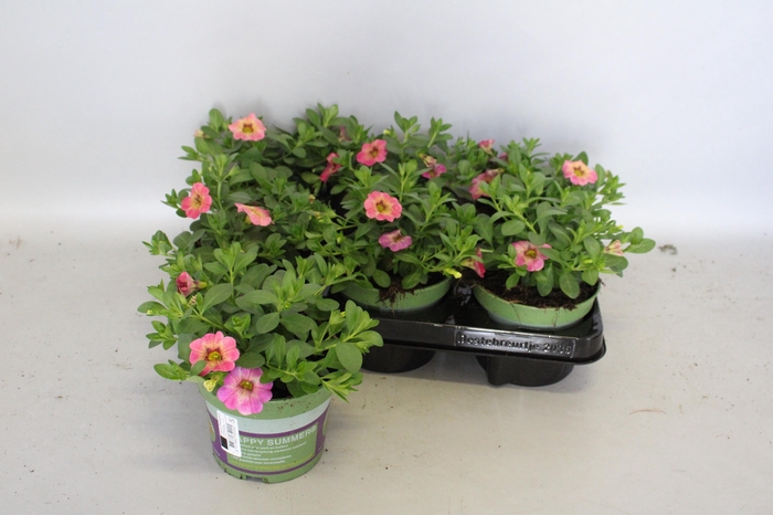 <h4>Calibrachoa Summer</h4>