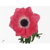 Anemone Mistral Shocking Pink