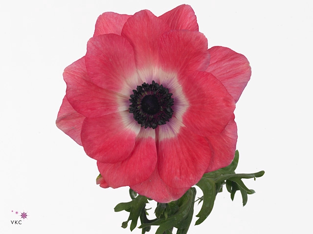 Anemone Mistral Shocking Pink