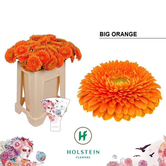 <h4>Gerbera Pomponi Big Orange</h4>