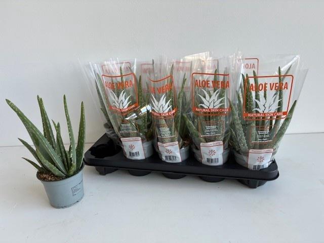 <h4>ALOE VERA</h4>