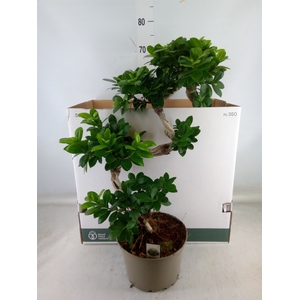 Ficus microcarpa 'Ginseng'