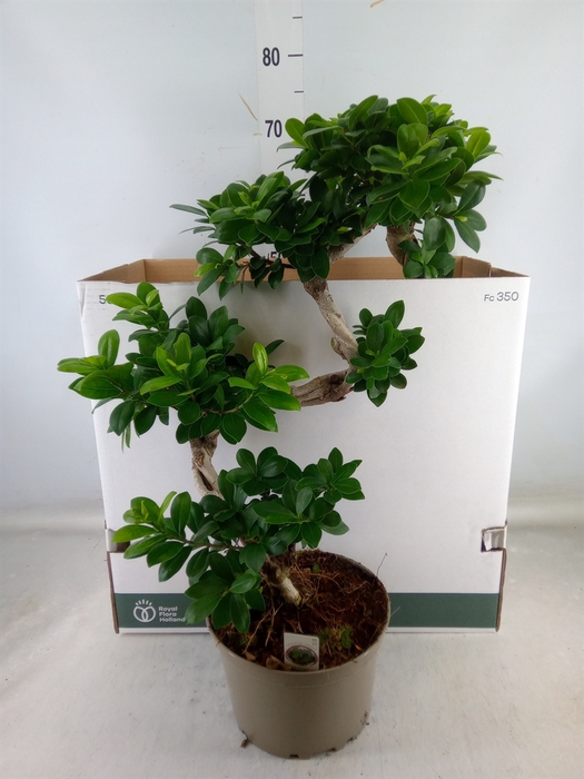 <h4>Ficus microcarpa 'Ginseng'</h4>