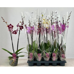 Phal Gem 2 Branches 16+
