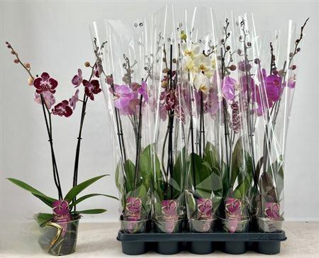 <h4>Phal Gem 2 Branches 16+</h4>