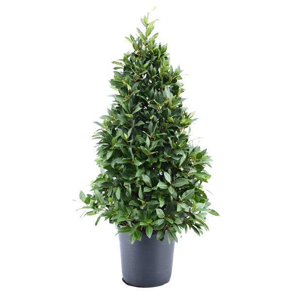 <h4>Laurus nobilis Piramide</h4>