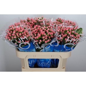 Hyp Coco Casino 70cm