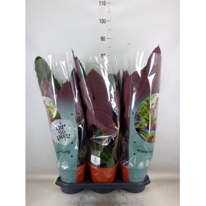 Calathea warscewiczii