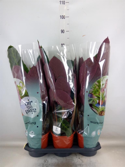 <h4>Calathea warscewiczii</h4>