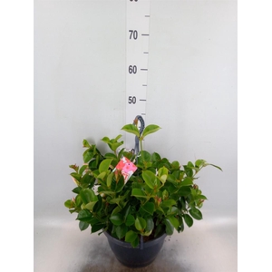 Mandevilla am. 'Sundav'  ...mix